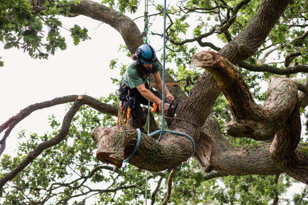 Best Palm Tree Trimming  in Chattahoochee Hills, GA