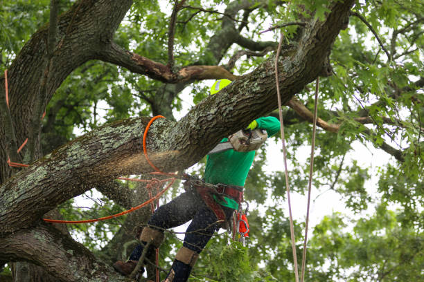 Best Seasonal Cleanup (Spring/Fall)  in Chattahoochee Hills, GA