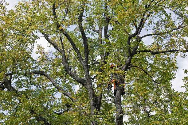 Best Tree Cabling and Bracing  in Chattahoochee Hills, GA